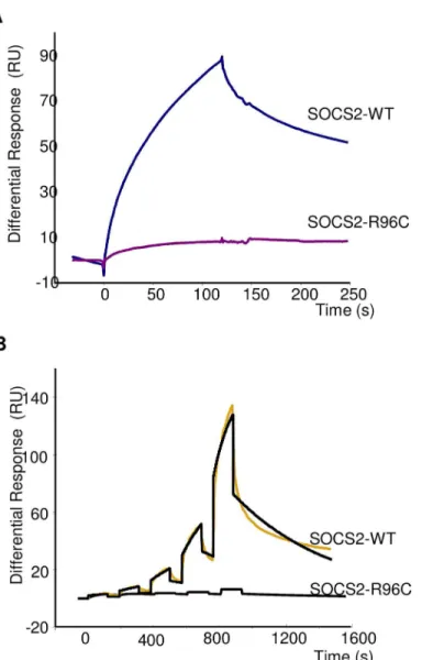 Fig 3. Real-time binding of SOCS2-WT and SOCS2-p.R96C proteins on immobilized pY-GHR. (A) Binding analysis was performed on immobilized GHR and scramble pY-peptides (370 RU) at a final concentration of 800 nM