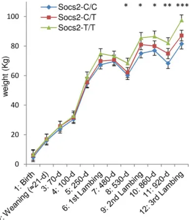 Fig 5. Effect of Socs2 genotype on body weight in eighteen sheep. The lsmeans (error bars indicate standard errors) for body weight from the mixed model with repeated measures over a 3-year phase including 3 lambing periods
