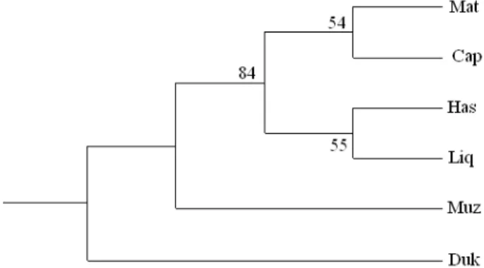Fig. 1. Dendrogram constructed from Reynolds’ genetic distance  using the NJ method.