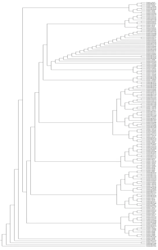 Fig. 3. Neighbor-joining tree constructed from the Jaccard distance matrix.