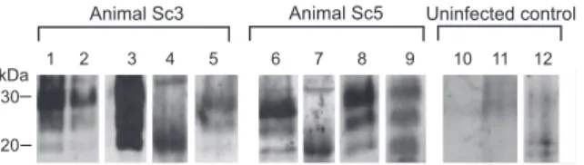 Figure 5. PrP Sc in Skin Samples from Different Body Areas of Sheep Naturally Infected with Scrapie