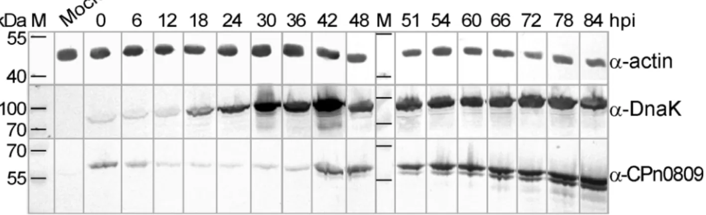 Fig 3. Expression of CPn0809 during the C. pneumoniae developmental cycle. Confluent HEp-2 cell cultures were either mock-infected or infected with C