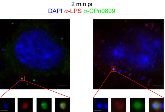 Fig 5. CPn0809 is readily accessible on infectious EBs and is detectable both at very early and at late stages of infection