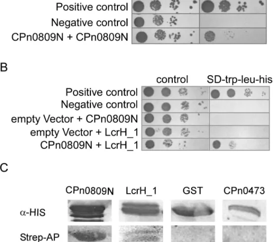 Fig 7. CPn0809 interacts via its N-terminal segment both with itself and with LcrH_1. A and B