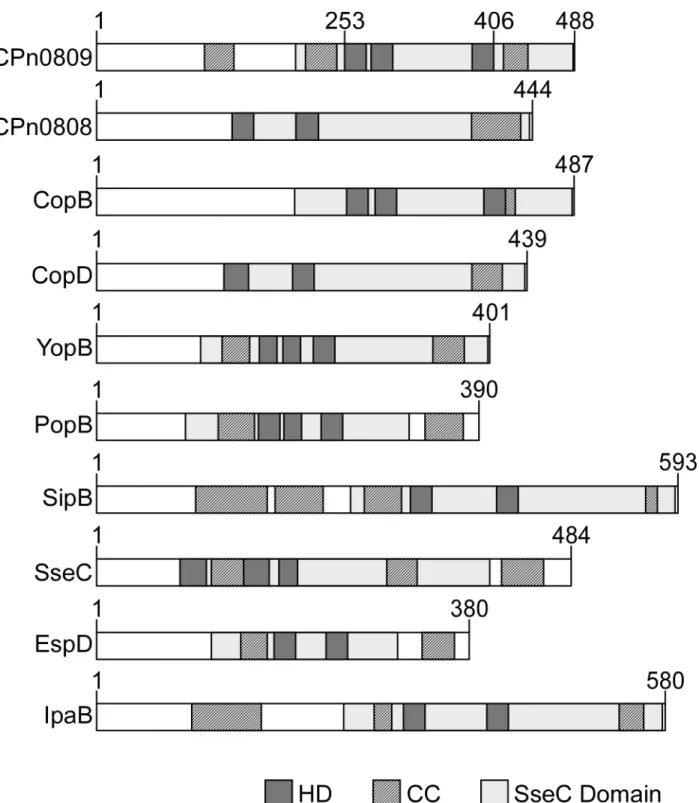 Fig 2. Structural comparison of translocon proteins harboring an ‘SseC-like family’ domain