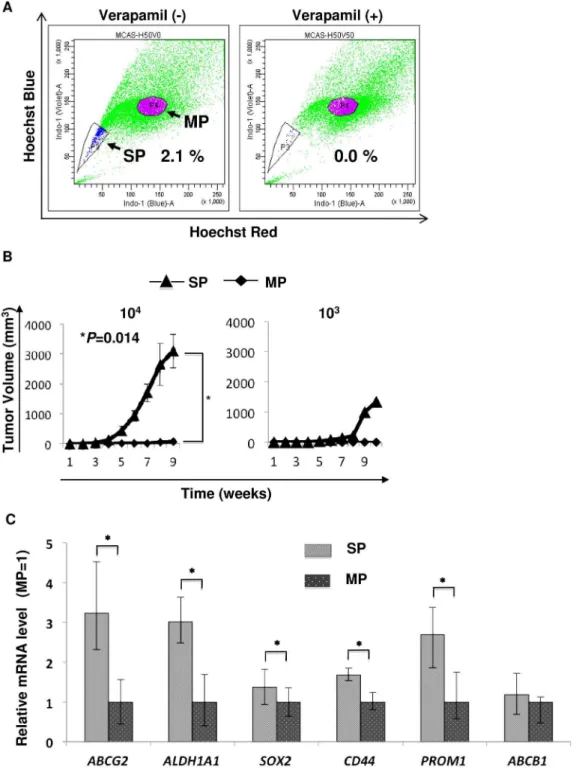 Figure 1. MCAS CSCs/CICs are enriched in SP cells. A. Detection of SP cells from MCAS cells