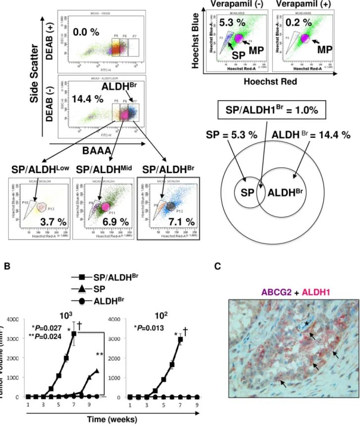 Figure 3. SP and ALDEFLUOR dual assay. A. Summary of SP and ALDEFLUOR dual assay. MCAS cells were stained by Hoechst 33342 dye and then stained by BAAA and analyzed