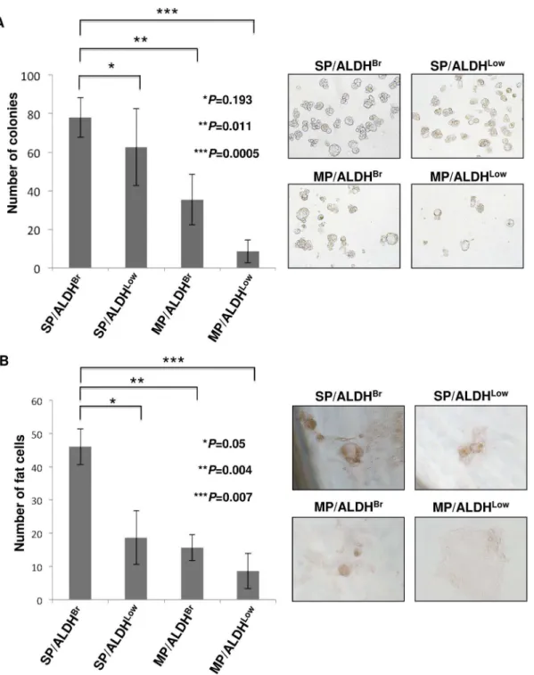 Figure 4. Characterization of SP/ADLH Br cells. A. Sphere formation assay. The numbers of colonies from four fractions (SP/ALDH Br , SP/ALDH Low , MP/ALDH Br and MP/ALDH Low ) were evaluated at day 7