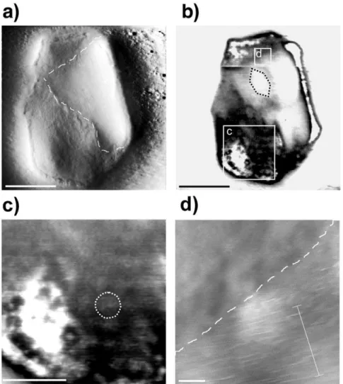 Fig. 2 presents AFM images of a single cell acquired in liquid conditions with a super sharp tip and a point/line data acquisition resolution of 4.7 nm