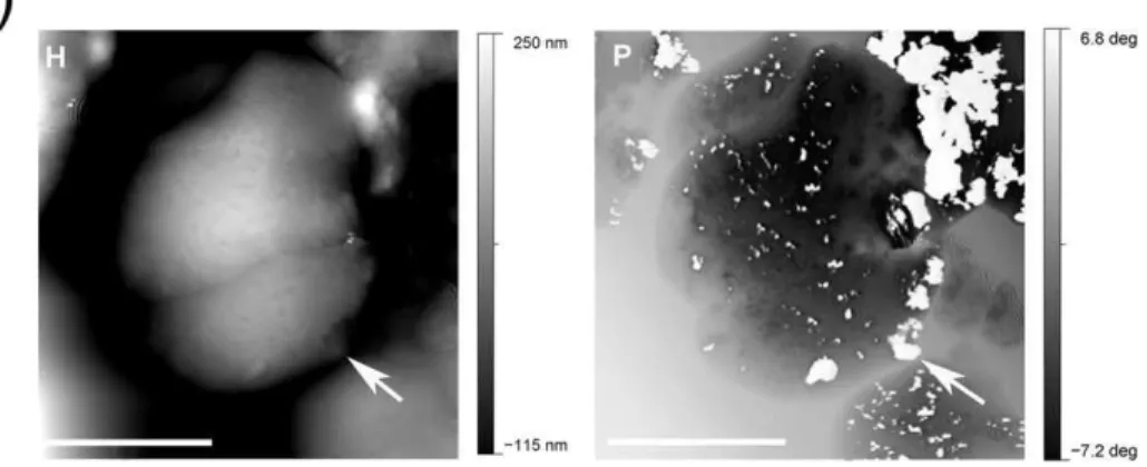 Fig. 6 shows two enlargements of Fig. 5b time t = 4 h 30 min in random representative regions