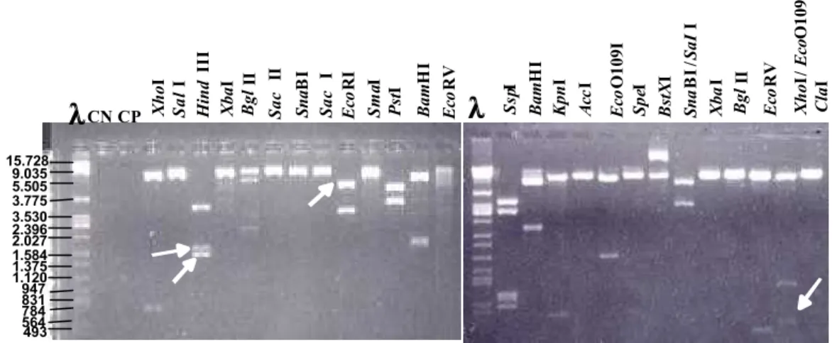 Figura 1: Padrão de restrição do clone genômico gsBiP9 