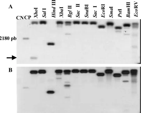 Figura 3: “Southern blot” do clone gsBiP9 