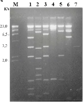 Figura 2  –  A.  Eletroforese em gel de agarose 0,8% do DNA dos fagos  recombinantes, clivado com a enzima de restrição  Sal  I