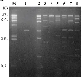 Figura 3  –  A. Eletroforese em gel de agarose 0,8% do DNA do fago  recombinante  λPENR3, clivado com enzimas de restrição