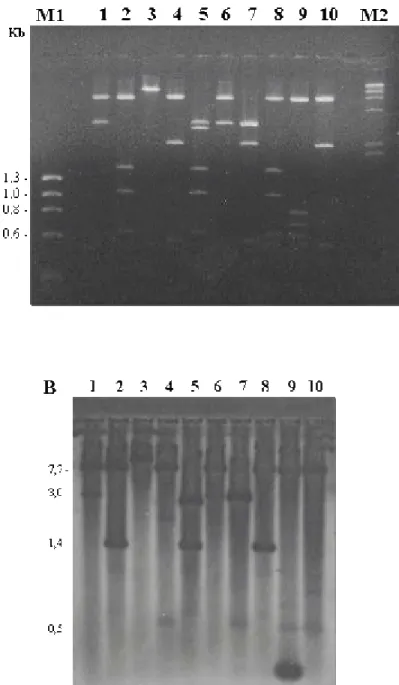 Figura 5  –  A. Eletroforese em gel de agarose 1% do DNA do plasmídeo  recombinante pPENR, clivado com as enzimas de restrição