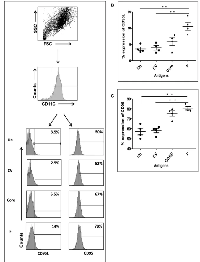 Figure 3. Expression of CD-95 and CD-95L in DCs expressing F or core protein. DCs were infected with adenovirus containing HCV-derived F and core antigens