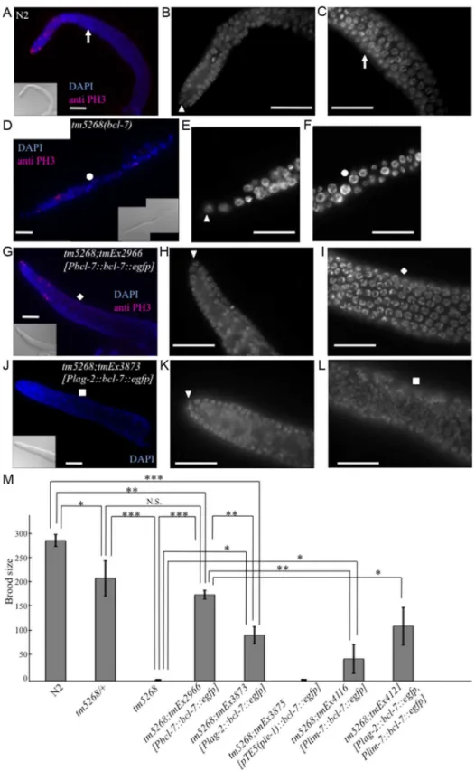 Fig. 3. Knockout of bcl-7 affects gonadal development and germ cell proliferation in Caenorhabditis elegans 