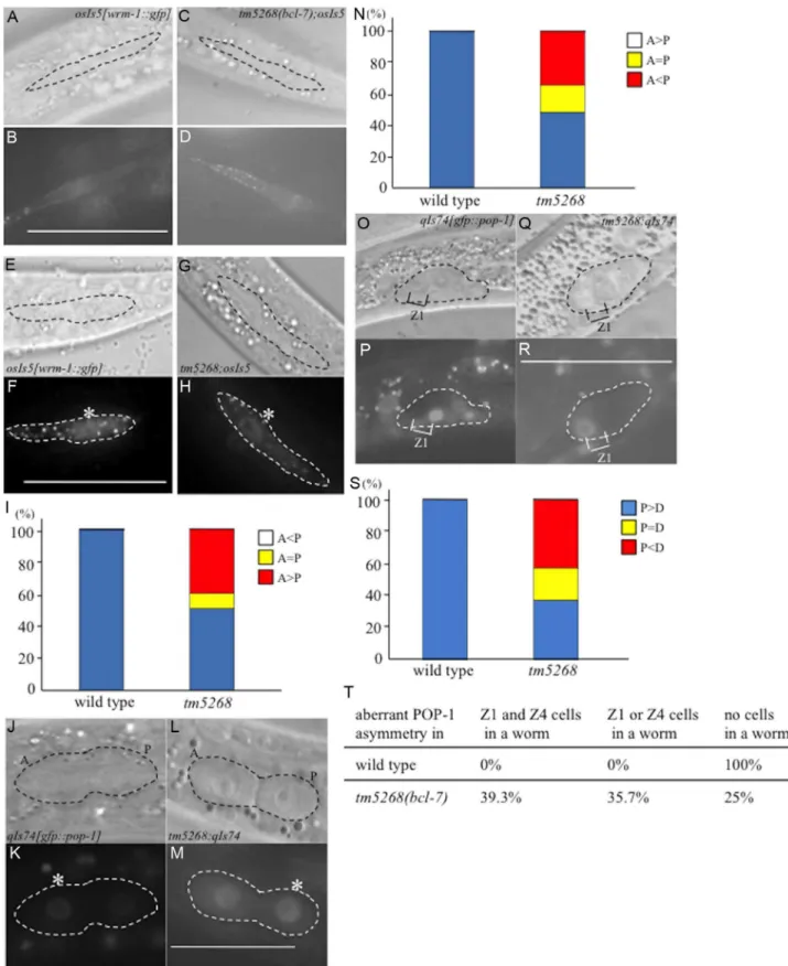 Fig. 5. BCL-7 is involved in the asymmetric localization of Wnt components in Caenorhabditis elegans 