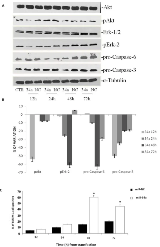 Figure 2. Effects of miR-34a replacement on survival pathways and apoptosis occurrence
