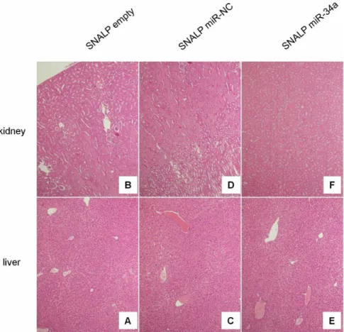 Figure 5. H&amp;E staining of livers and kidney indicates absence of systemic toxicity