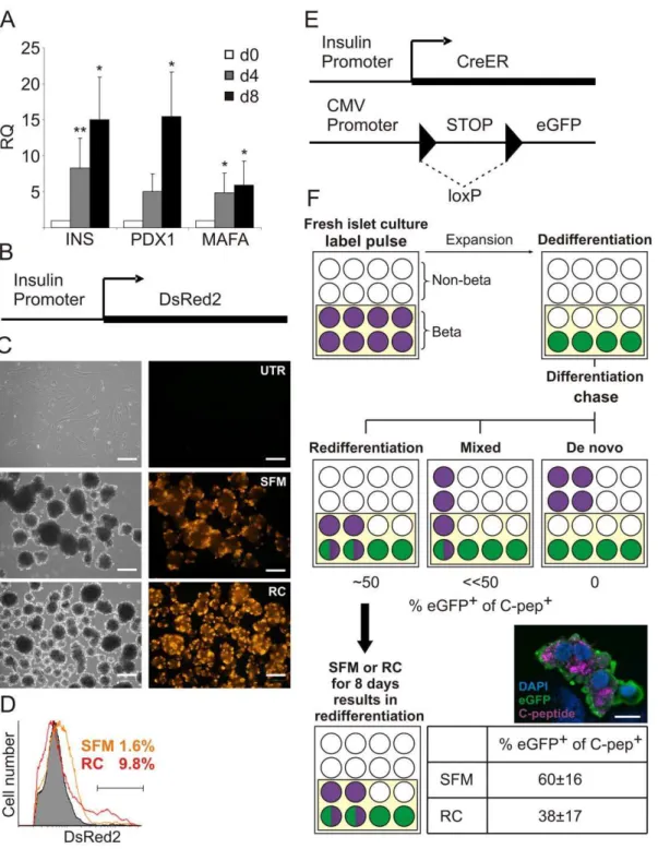 Figure 1. Development of conditions for islet cell differentiation, and demonstration that differentiation represents predominantly BCD-cell redifferentiation