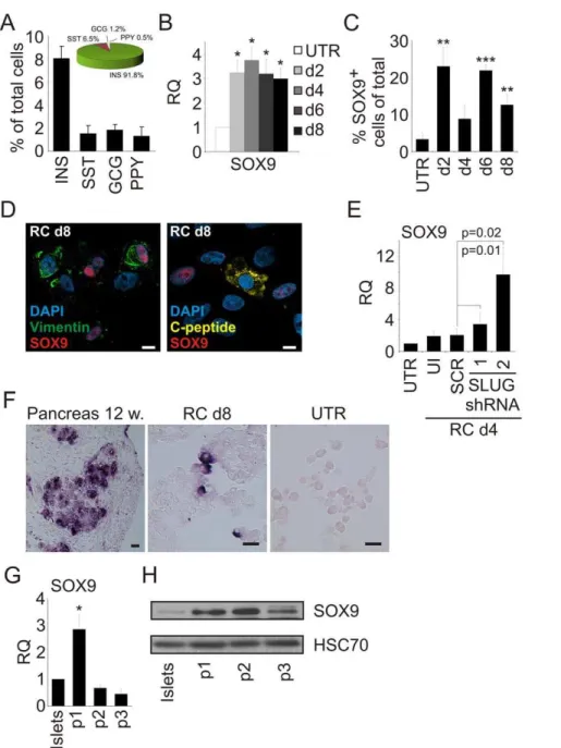 Figure 5. BCD cell redifferentiation involves expression of pancreas- and islet-progenitor transcription factors SOX9 and NGN3, respectively