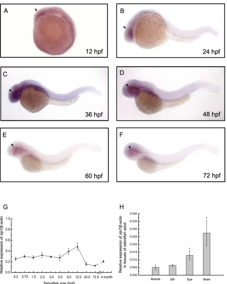 Figure 1. Zip7 expression during zebrafish early embryonic development in wild type embryos and in tissues of adult zebrafish