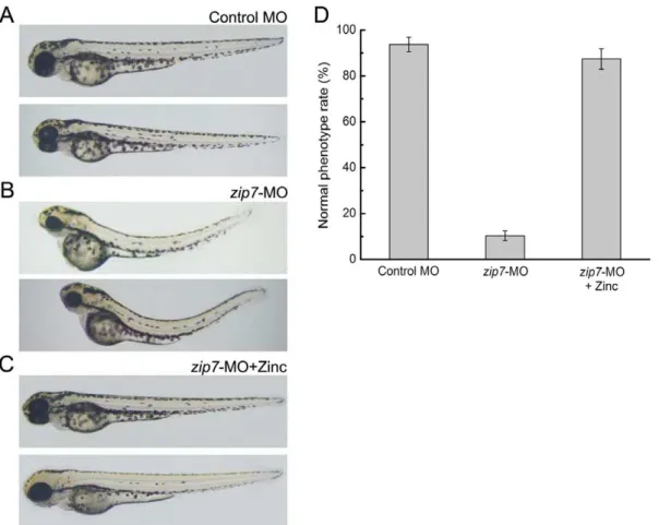 Figure 3. Morphologic phenotypes of zip7 -deficient embryos and Zn 2+ (50 mM) rescue at 72 hpf