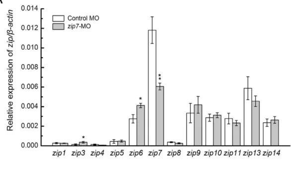 Figure 5. The expression of zip and znt family members in zip7 -MO embryos. (A) Relative mRNA levels of zip family members in wild type embryos and zip7-MO embryos at 3 dpf