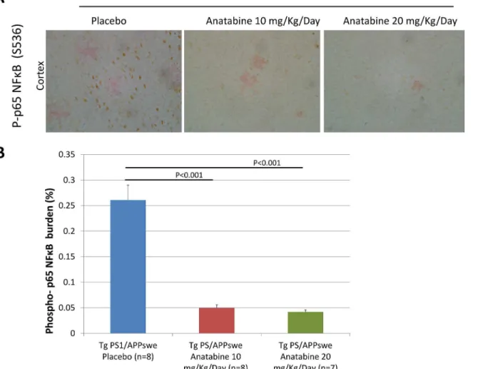 Fig 7. Anatabine reduces the amount of phosphorylated p65 NFκB immunopositive cells associated with β-amyloid deposits in the cortex of Tg PS1/APPswe mice