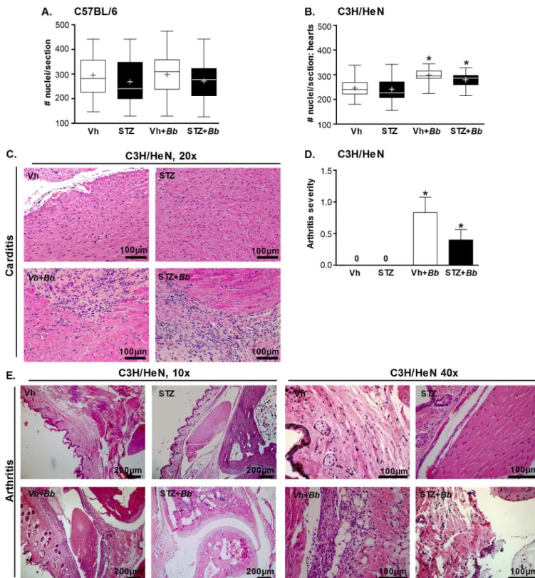 Fig 3. B. burgdorferi-induced carditis and arthritis in hyperglycemic and normoglycemic mice