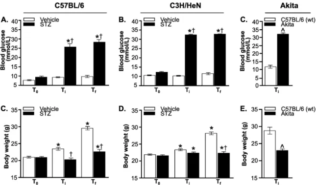 Fig 1. Hyperglycemic mouse models of B. burgdorferi infection. (A-C) Non-fasting blood glucose levels in STZ- and vehicle-treated C57BL/6 (A) and C3H/HeN (B) mice, and in Akita mice and age-matched wild type C57BL/6 mice (C)