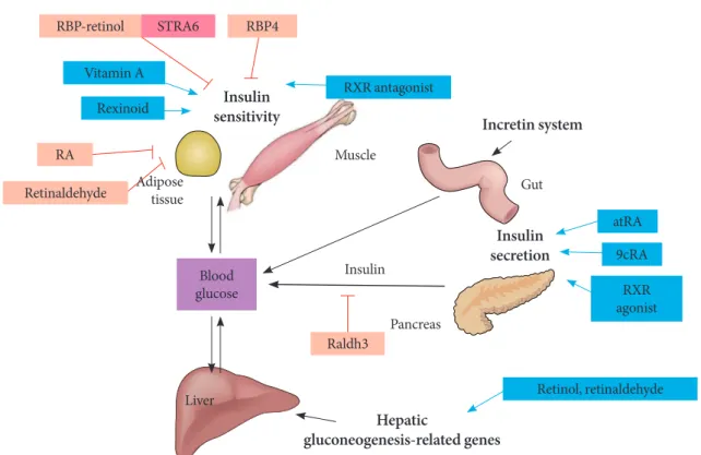 Fig. 3. The effects of retinoids on glucose metabolism. RBP, retinol binding protein; ROH, retinol; STRA6; retinoic acid gene 6; 