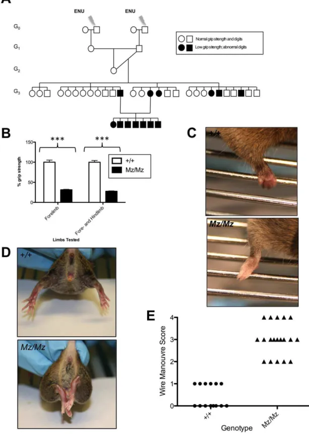 Figure 1. The muscle weakness phenotype of the Mariusz mutant. (A) The original pedigree in which the Mariusz mutant was identified