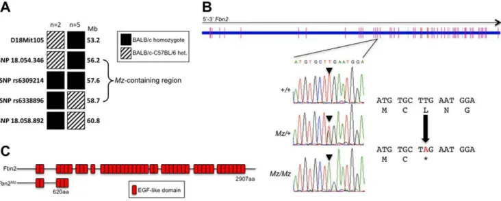 Figure 3. Genetic linkage analysis and positional cloning of the Mz mutation. (A) Genotypes of seven informative recombinants exhibiting the Mariusz phenotype