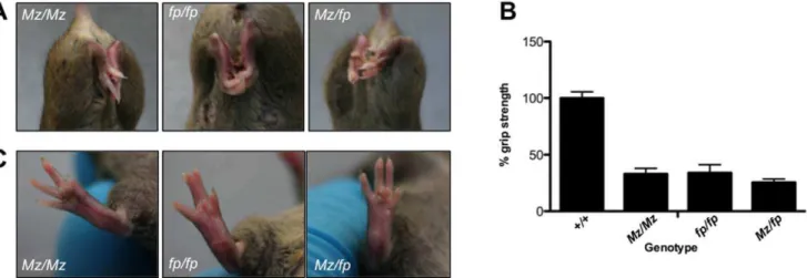 Figure 5. Muscle force measurements in Mariusz mice. (A) Morphometric measurement of cross-sectional area of Mariusz muscles in histological sections normalized to the area of the muscle in wild type controls (n = 3 mice each genotype at 5 weeks of age; n 