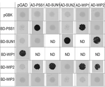 Figure S1 Pollen grain viability is affected in Atpss1. Alexander staining [68] of mature anthers