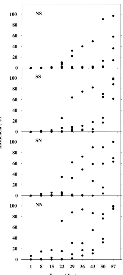 Figura 1 - Incidência  da antracnose foliar da cebola obtidos a partir de mudas  que não foram submetidas a qualquer tratamento fungicida (NN) e  naquelas em que aplicaram-se fungicidas somente na sementeira 