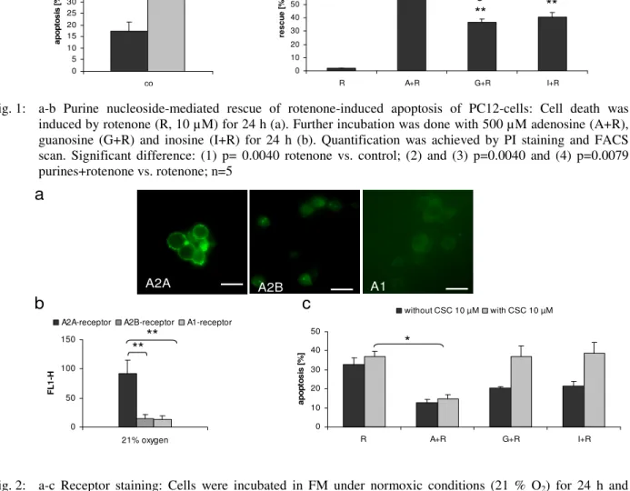 Fig. 2:  a-c  Receptor  staining:  Cells  were  incubated  in  FM  under  normoxic  conditions  (21  %  O 2 )  for  24  h  and  stained for A2A, A2B or A1