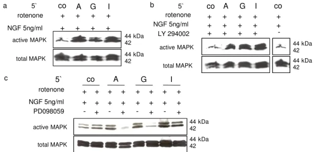 Fig. 3:  a-c  Effect  of  LY294002  and  PD098059  on  p42/44  MAPK  activity  in  hypoxic  PC12-cells:  Cells  were  stimulated in serum-free medium for 5 min with NGF-ß 5 ng mL 1  and rotenone 1 µM (co), additional with  500 µM adenosine (A), guanosine (