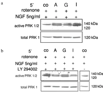 Fig. 5a-c: PRK 1/2 activation in PC12-cells: Normoxic  cells  were  stimulated  with/without  NGF-ß  5  and 50 ng mL 1  for 5 min (a, n=6)