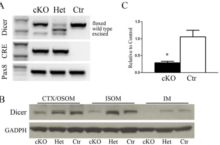 Fig 1. Dicer inactivation in mutant mice. Panel A shows the genotyping of Dicer, Cre and Pax8 genes in mice either homozygote (cKO) or heterozygote (Het) for Dicer and control mice (Ctr)