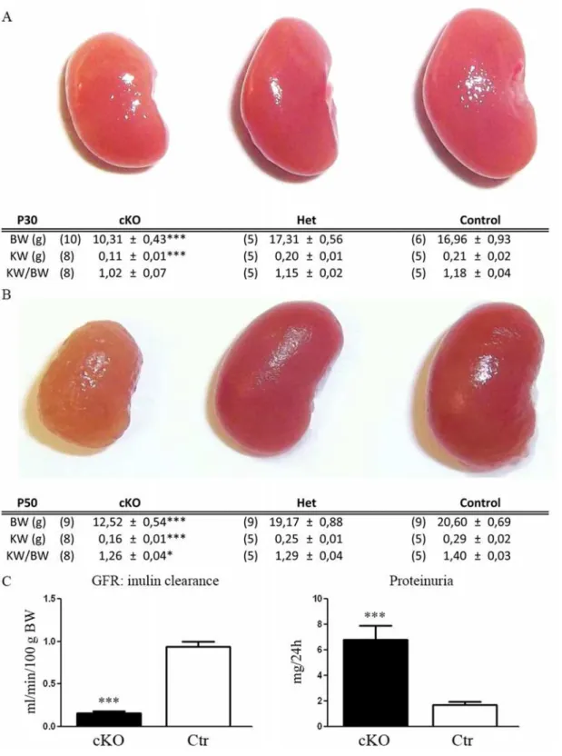 Fig 2. Dicer suppression induces alterations in renal morphology and function. Morphology of the kidneys in control (Ctr) and heterozygous (Het) or homozygous (cKO) Dicer cKO mice at P30 and P50 and their relative kidney (KW) and body (BW) weight