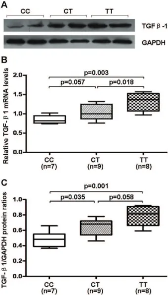 Figure 3. Atrial expression of TGF-b1 among different geno- geno-types in healthy heart donors