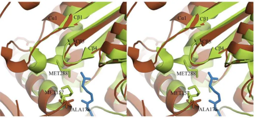 Figure 9. Ms TLP1 has a larger binding pocket near its putative catalytic site. In Z. ramigera thiolase the size of the pocket is restricted by two methionines (shown in green) that protrude into the binding cavity