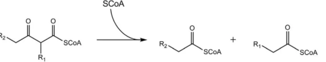 Figure 1. The degradative reaction catalyzed by thiolase. The substrate specificity of different thiolases are distinct: the mammalian SCP2- SCP2-thiolase accepts as substrate a molecule in which R1 is a 2- methyl group and R2 is a steroid moiety