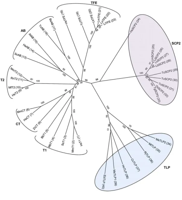 Figure 2. Evolutionary tree analysis of the thiolase sequences. The phylogenetic tree was constructed using the neighbor-joining method, with 10,000 bootstrap replicates in MEGA5 software