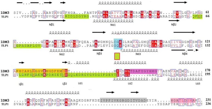 Figure 4. Structure based sequence alignment of Z. ramigera thiolase (PDB ID: 1DM3) and Ms TLP1 (TLP1, GenBank accession no