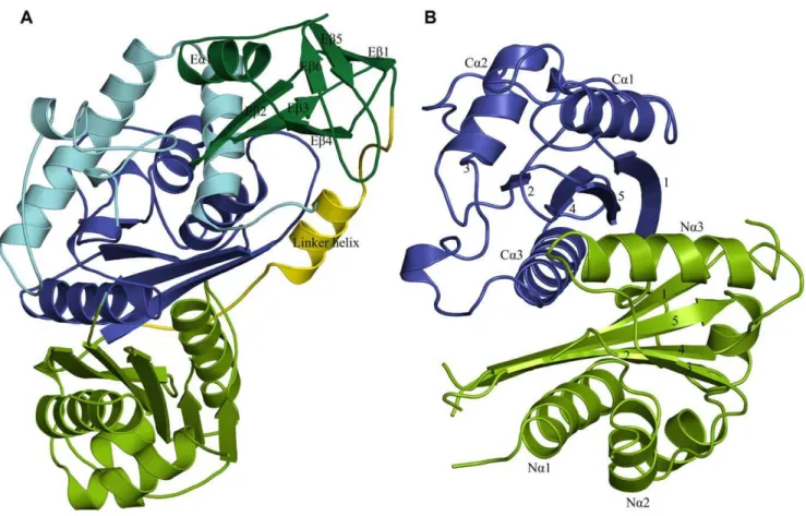 Figure 7. The protomers are assembled with 32 symmetry in the asymmetric unit of Ms TLP1
