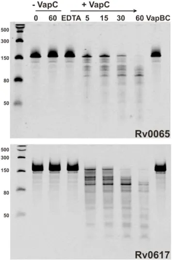 Figure S1 Multiple sequence alignment of mycobacte- mycobacte-rial VapCs. Sequences were aligned using the ClustalW2 multiple sequence alignment tool at the European Bioinformatics Institute website, http://www.ebi.ac.uk/Tools/clustalw2/index.
